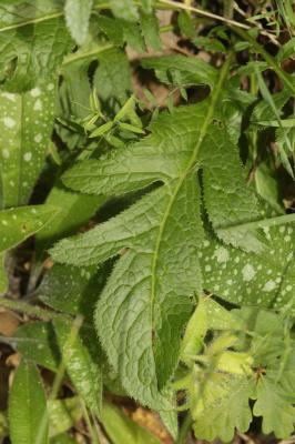 Serratule des teinturiers, Sarrette Serratula tinctoria L., 1753