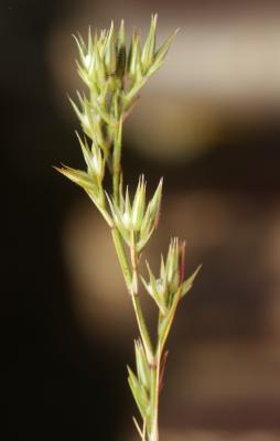 Alsine rouge, Minuartie fasciculée Minuartia rubra (Scop.) McNeill, 1963