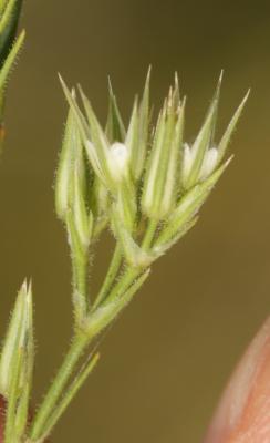 Alsine rouge, Minuartie fasciculée Minuartia rubra (Scop.) McNeill, 1963