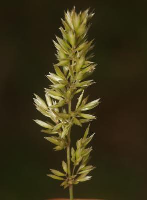Koelérie pyramidale Koeleria pyramidata (Lam.) P.Beauv., 1812