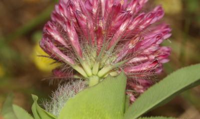 Trèfle rougeâtre, Trèfle pourpré Trifolium rubens L., 1753