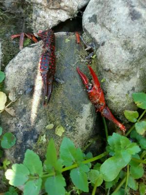 Écrevisse de Louisiane (L'), Écrevisse rouge de Lo Procambarus clarkii (Girard, 1852)