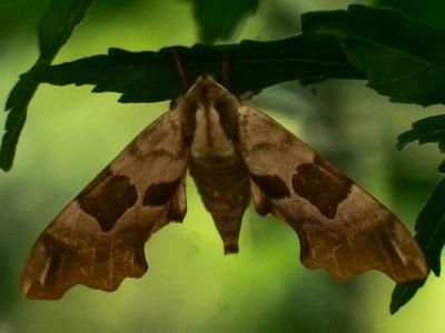 Sphinx du Tilleul (Le) Mimas tiliae (Linnaeus, 1758)