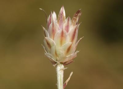 Immortelle à fleurs fermées Xeranthemum inapertum (L.) Mill., 1768