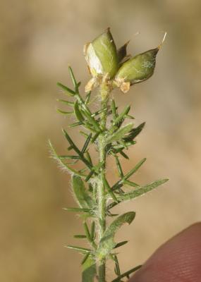 Petit Genêt d'Espagne, Genêt d'Espagne Genista hispanica L., 1753