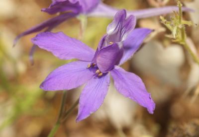 Dauphinelle Consoude Delphinium consolida L., 1753