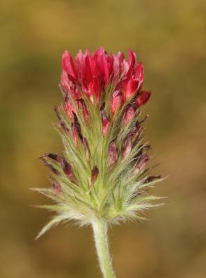 Farouche Trifolium incarnatum var. incarnatum L., 1753