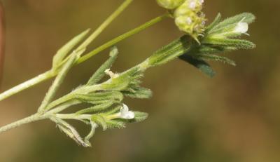 Charée Buglossoides arvensis (L.) I.M.Johnst., 1954
