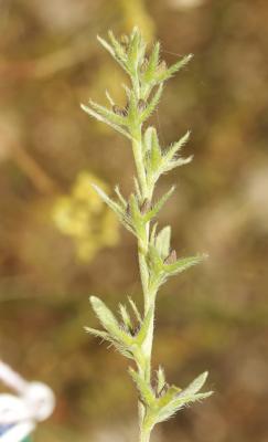 Charée Buglossoides arvensis (L.) I.M.Johnst., 1954