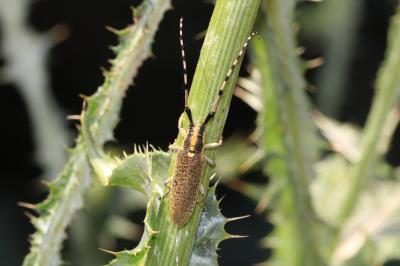  Agapanthia dahli (Richter, 1820)
