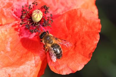  Andrena nigroaenea (Kirby, 1802)