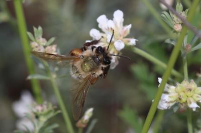  Andrena nigroaenea (Kirby, 1802)