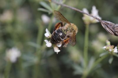  Andrena nigroaenea (Kirby, 1802)