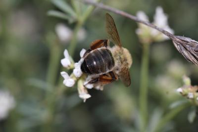  Andrena nigroaenea (Kirby, 1802)