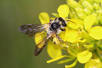  Andrena vetula Lepeletier, 1841