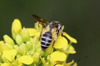  Andrena vetula Lepeletier, 1841