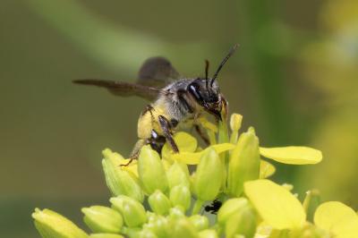  Andrena vetula Lepeletier, 1841