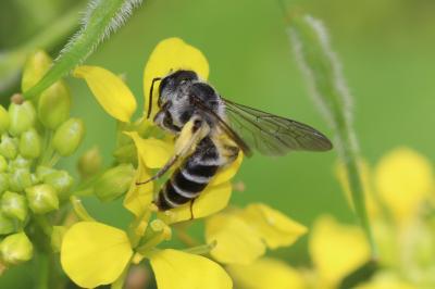  Andrena vetula Lepeletier, 1841