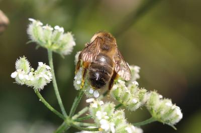  Andrena nigroaenea (Kirby, 1802)