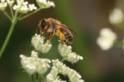  Andrena nigroaenea (Kirby, 1802)