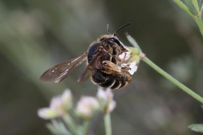  Andrena Fabricius, 1775