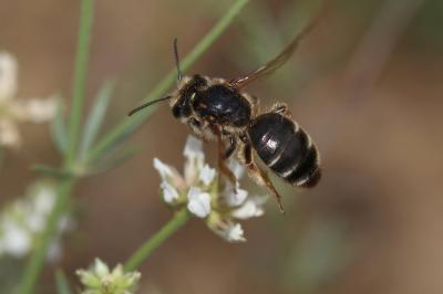  Andrena Fabricius, 1775
