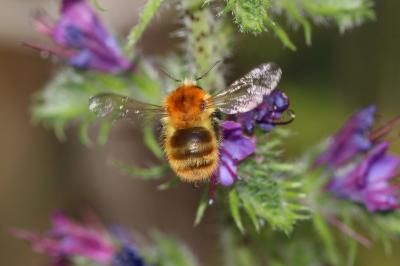 Bourdon des champs Bombus pascuorum (Scopoli, 1763)