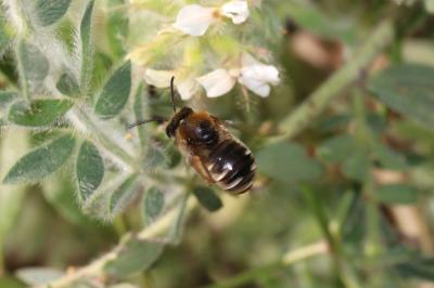  Eucera Scopoli, 1770