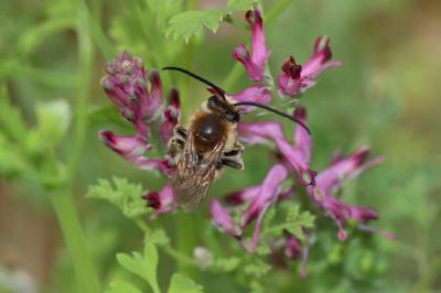  Eucera Scopoli, 1770