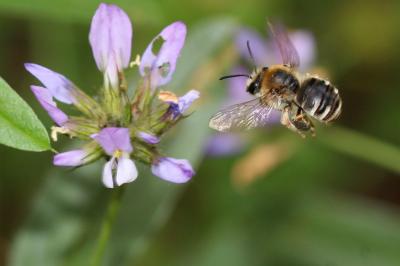 Eucera Scopoli, 1770