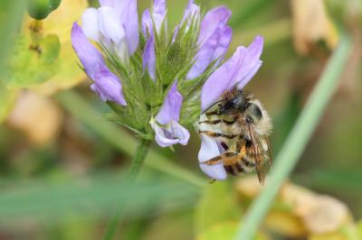 Osmie rousse Osmia bicornis (Linnaeus, 1758)