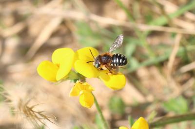  Anthidium punctatum Latreille, 1809