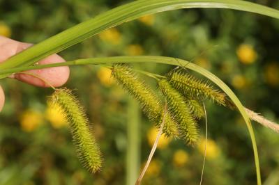 Laîche faux-souchet Carex pseudocyperus L., 1753