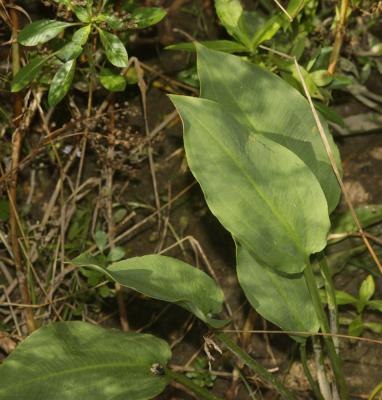 Grand plantain d'eau , Plantain d'eau commun Alisma plantago-aquatica L., 1753
