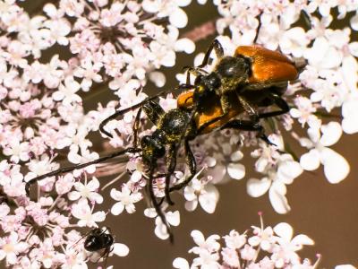 Lepture fauve Stictoleptura fulva (De Geer, 1775)
