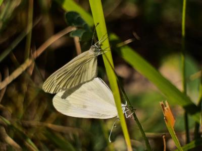 Piéride du Lotier (La), Piéride de la Moutarde (La Leptidea sinapis (Linnaeus, 1758)