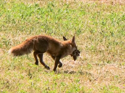 Renard roux Vulpes vulpes (Linnaeus, 1758)