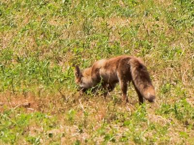 Renard roux Vulpes vulpes (Linnaeus, 1758)