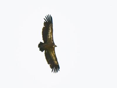 Vautour fauve Gyps fulvus (Hablizl, 1783)