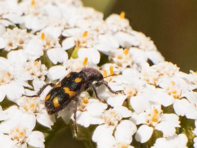  Trichodes flavocinctus Spinola, 1844