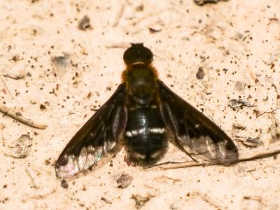  Hemipenthes velutina (Meigen, 1820)