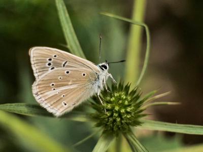 Sablé de la Luzerne (Le), Argus bleu clair (L') Polyommatus dolus (Hübner, 1823)