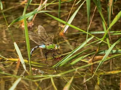 Anax empereur (L') Anax imperator Leach, 1815