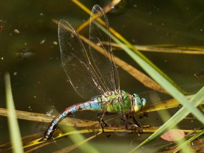 Anax empereur (L') Anax imperator Leach, 1815