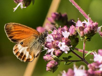 Céphale (Le), Arcanie (L') Coenonympha arcania (Linnaeus, 1760)