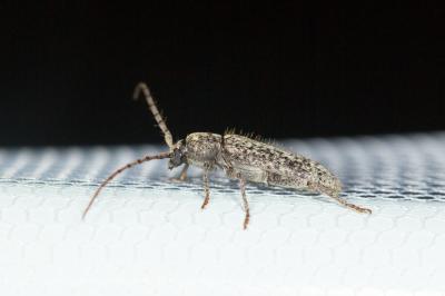  Trichoferus fasciculatus (Faldermann, 1837)