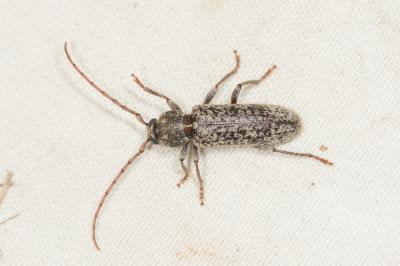  Trichoferus fasciculatus (Faldermann, 1837)