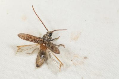  Trichoferus fasciculatus (Faldermann, 1837)