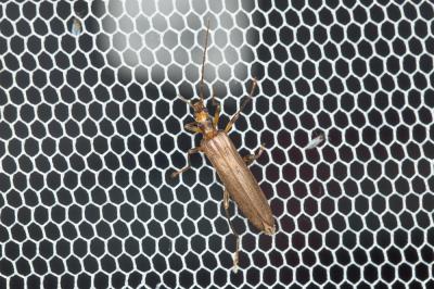  Oedemera femoralis Olivier, 1803