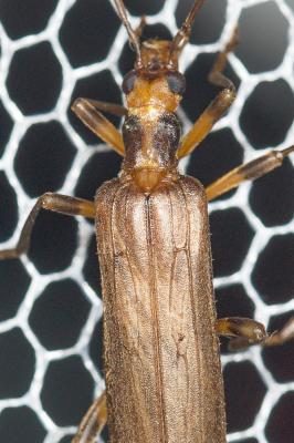  Oedemera femoralis Olivier, 1803